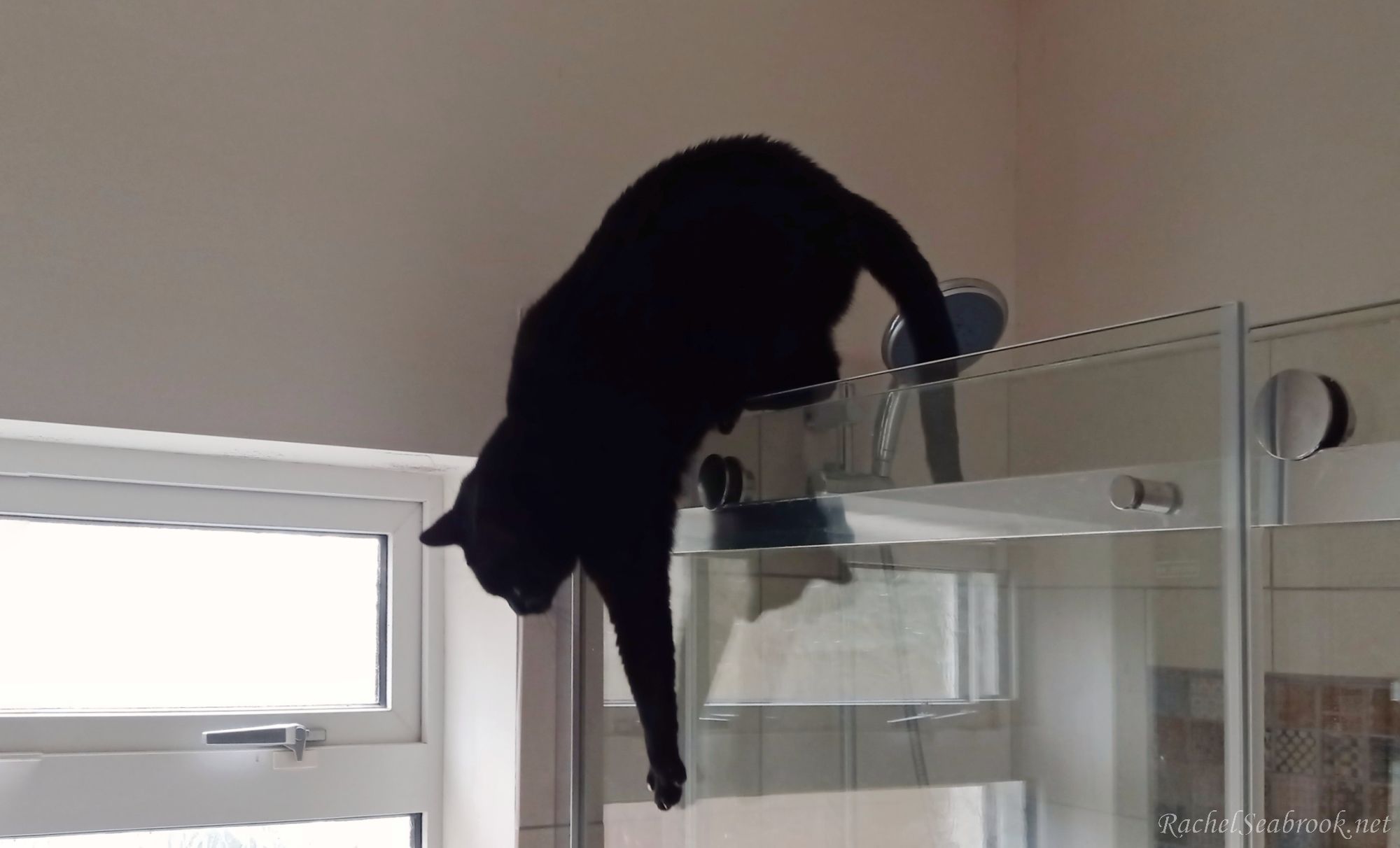 George on the shower screen
