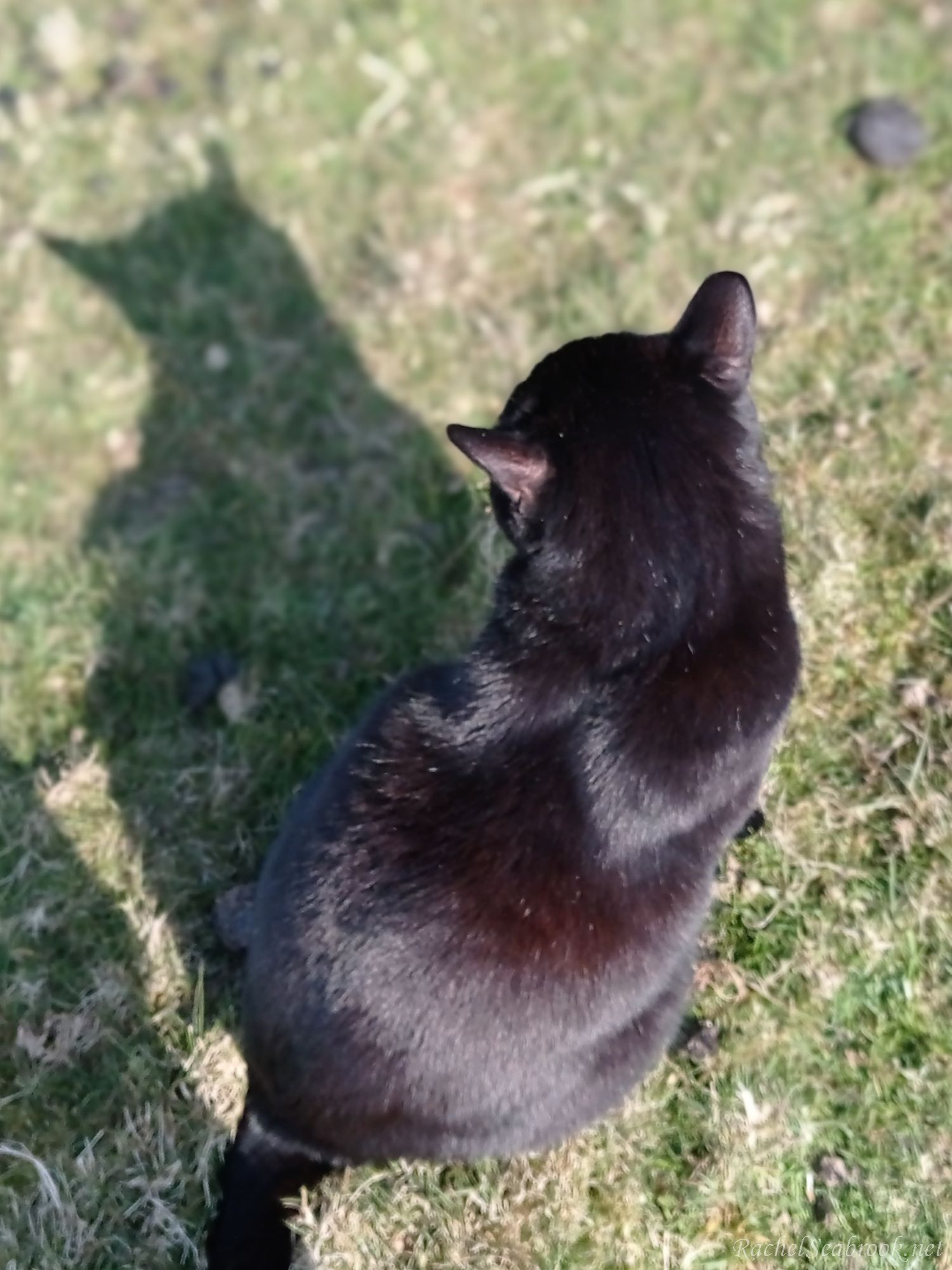 George seated, with shadow