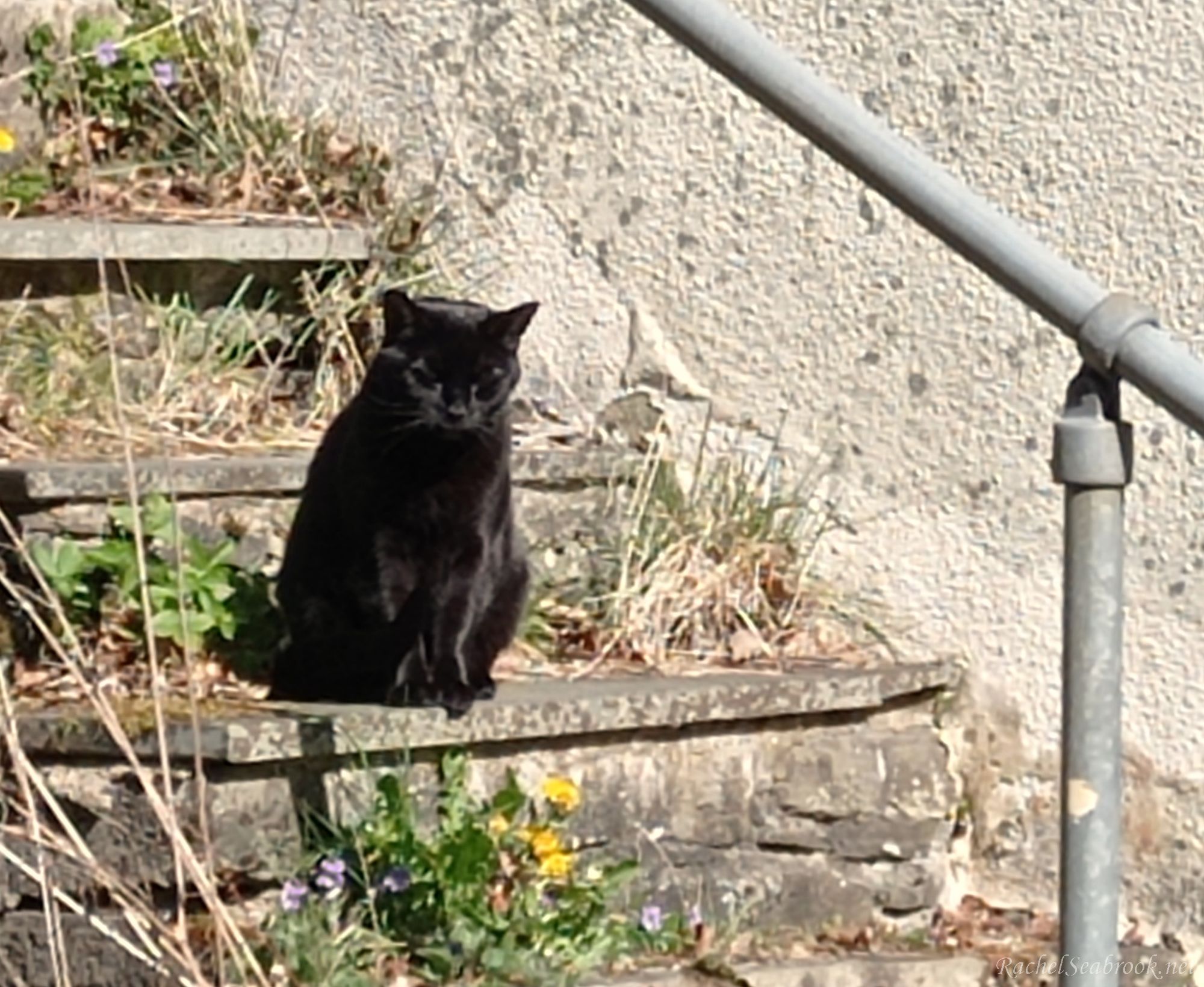George on garden steps