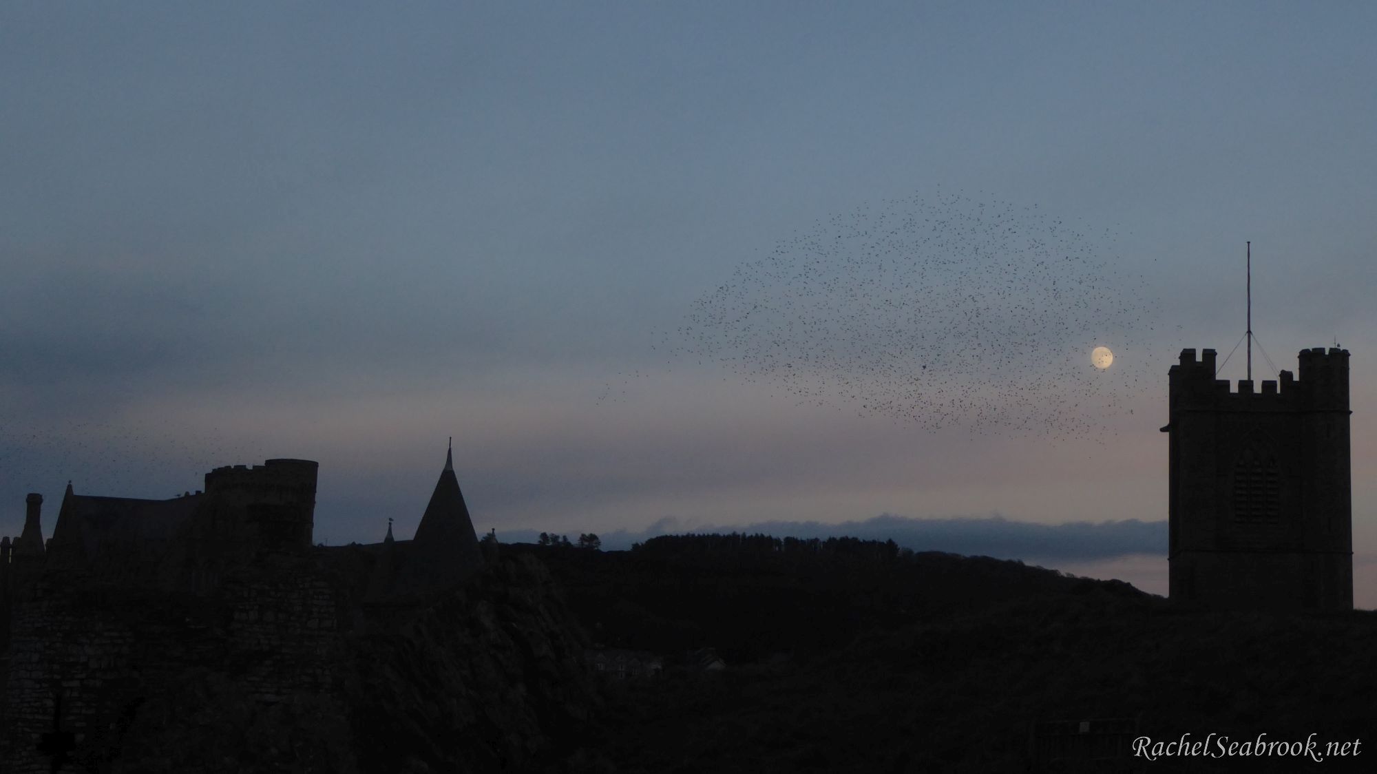 starlings