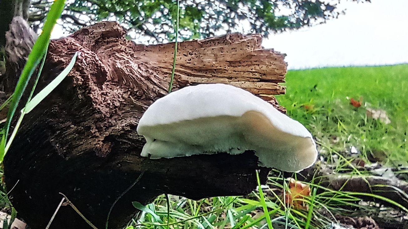 Probably birch polypore