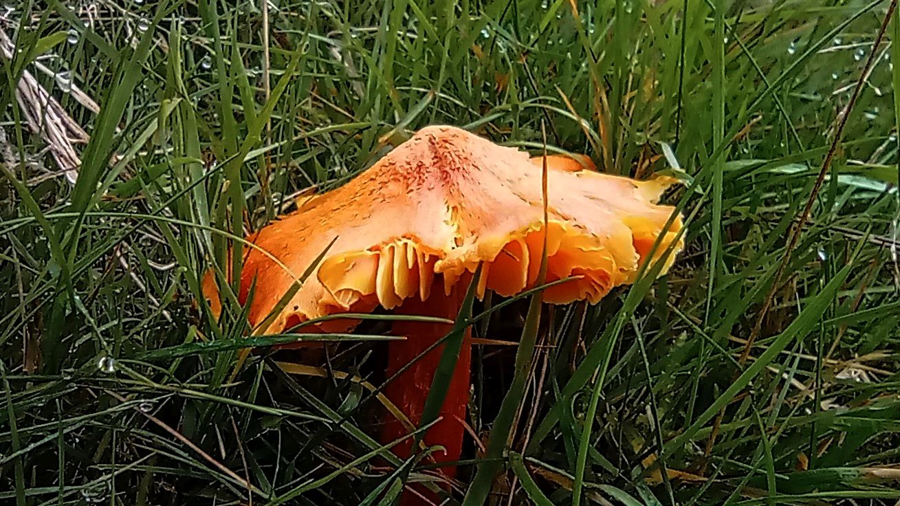 Meadow waxcap